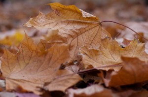 Close-up of several brown autumn leaves with dried surface, fallen on the ground above other such leaves.