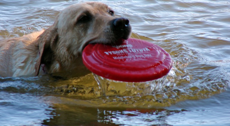 Frisbee