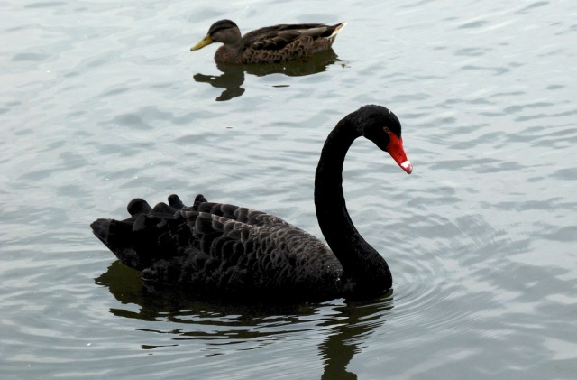 Black Swans and How to Handle Them - Marketing and Brand | Advertising Strategy